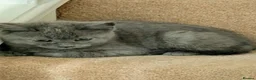 Russian Blue cats for sale: Pure Russian Blue kittens for sale  - Advert 4
