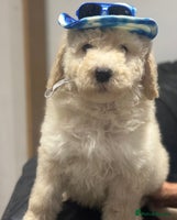 Mixed Breed dogs F1B SAINTBERNADOODLE FULL VET CHECKED ALL HEALTHY - Advert 12