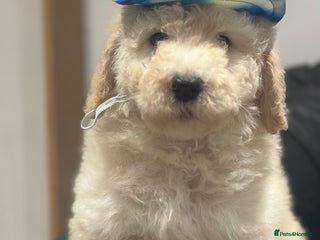 Mixed Breed dogs F1B SAINTBERNADOODLE CREAM BOY BLACK /WHITE GIRL - Advert 8