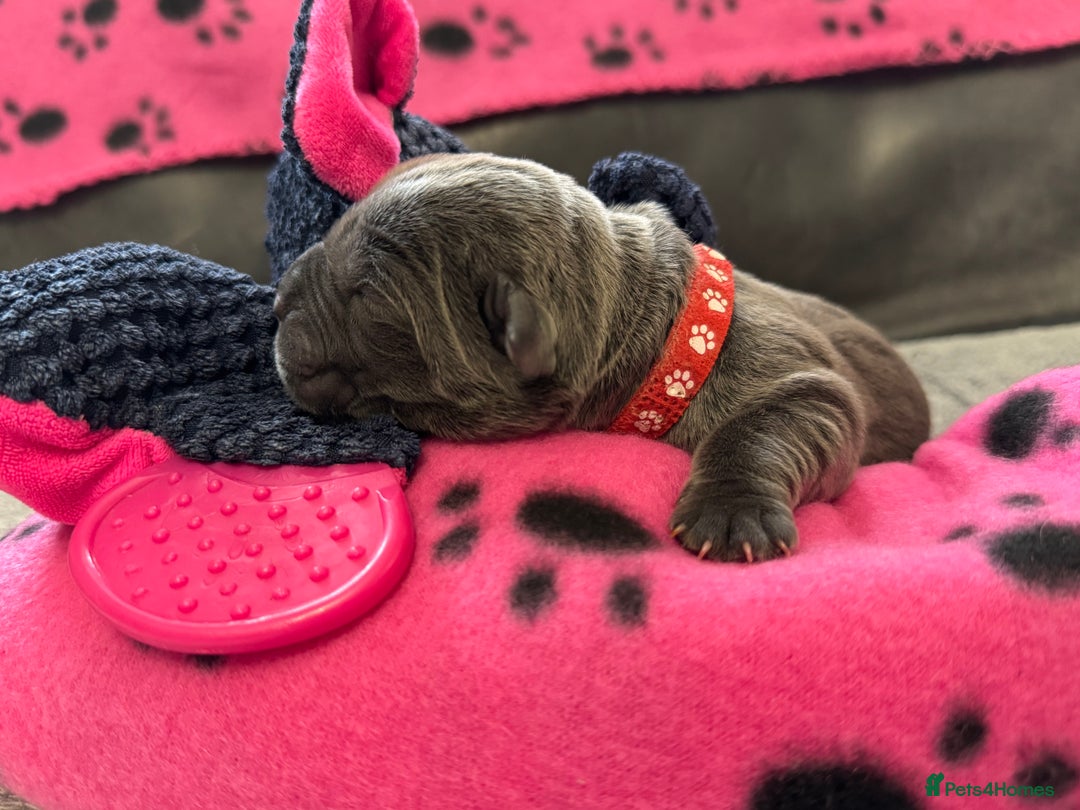 Neapolitan Mastiff dogs for sale: Neapolitan mastiff puppies  - Image 32