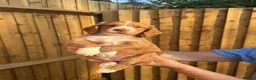 Cocker Spaniel dogs for sale: 3 gorgeous crate clean , fun trained w cockers  - Advert 13