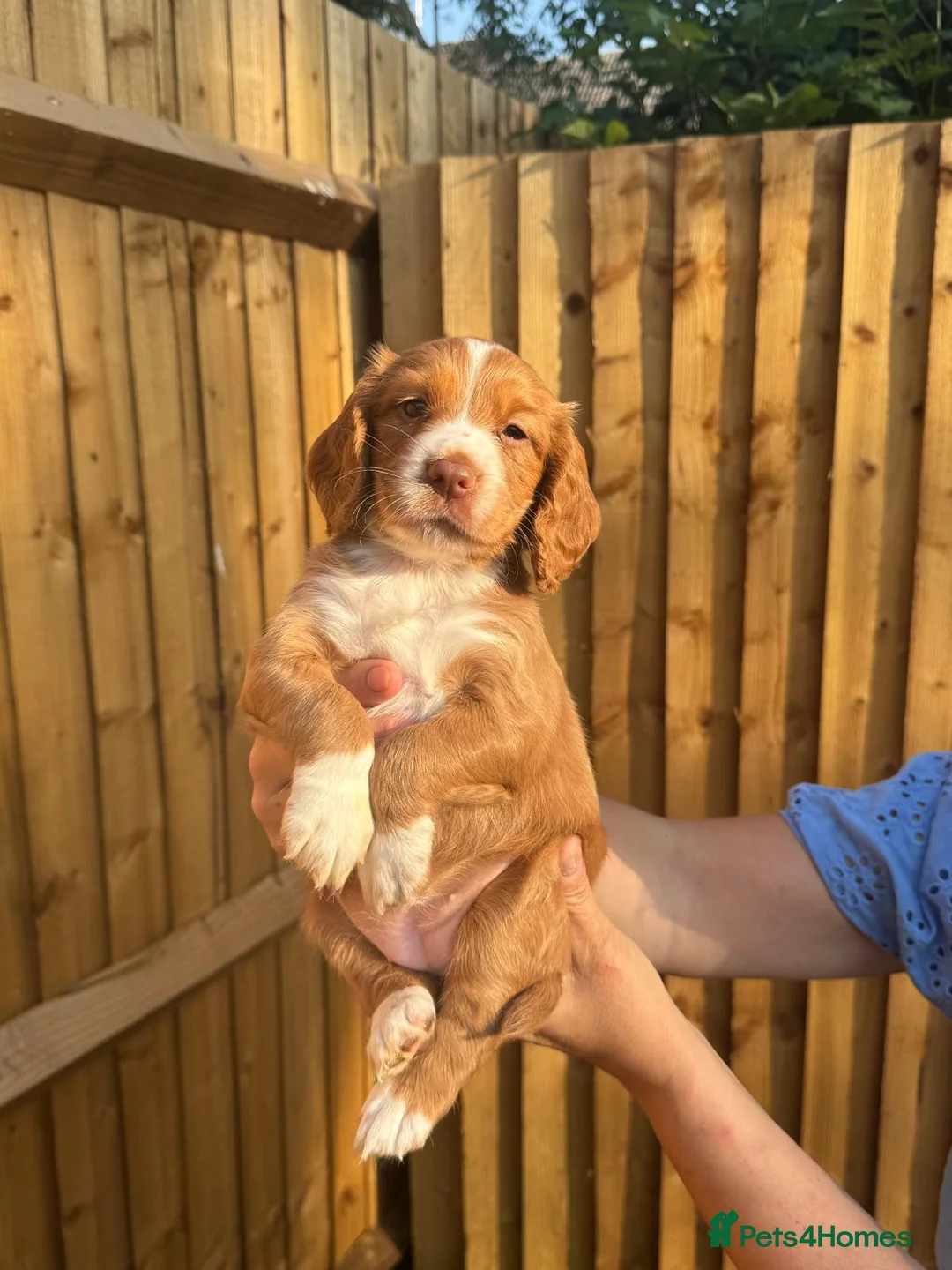 Cocker Spaniel dogs for sale: 3 gorgeous crate clean , fun trained w cockers  - Advert 13