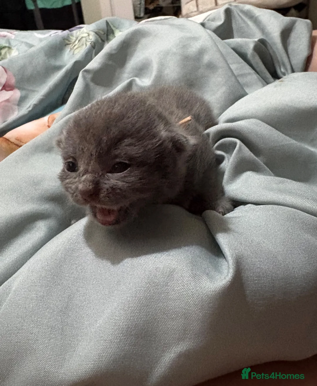 Mixed Breed cats for sale:  British Shorthair X kittens - Advert 2