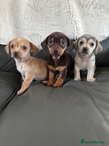 Chiweenie dogs - Advert 1
