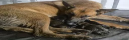 Mixed Breed dogs for sale: Beautiful Belgium Malinois cross puppy’s for sale  - Advert 10