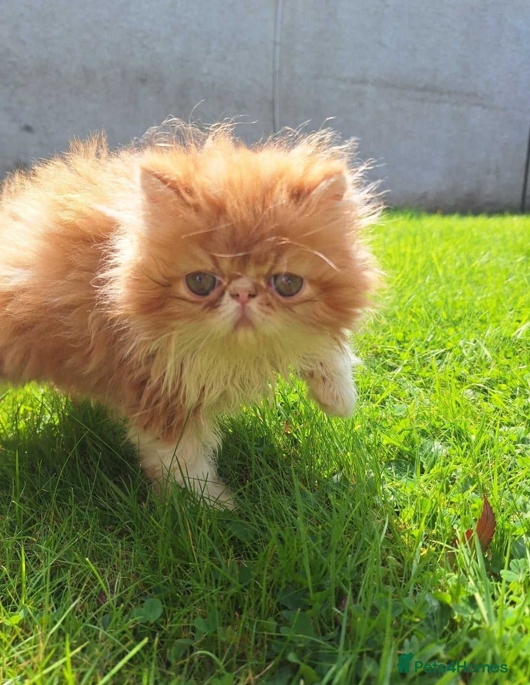 Persian cats for sale: Adorable Pure persian kitten  - Image 11