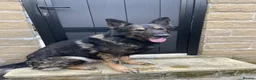 German Shepherd dogs for sale: Kenzo the Czech German shepherd  in Bradford - Advert 1