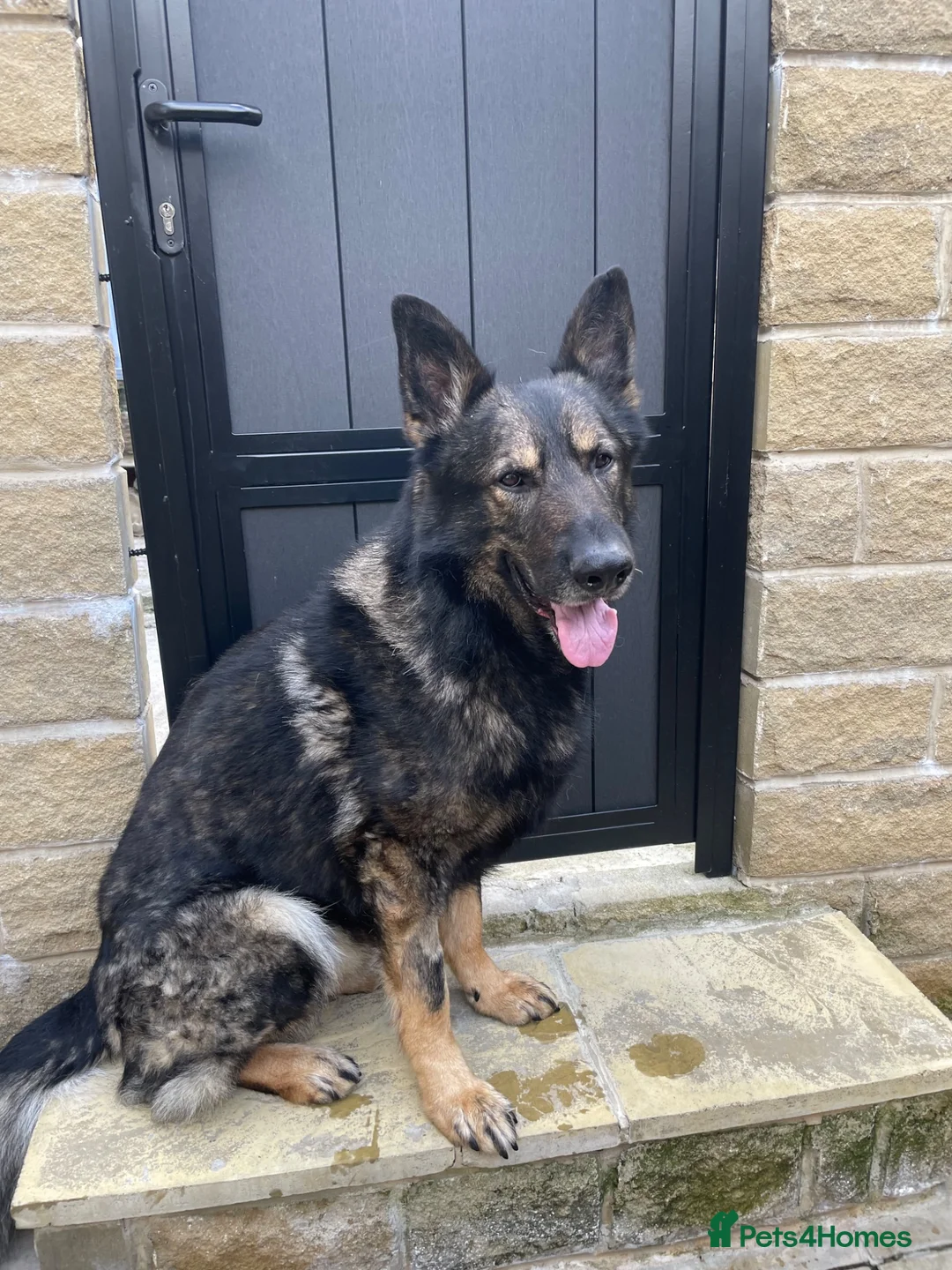 German Shepherd dogs for sale: Kenzo the Czech German shepherd  in Bradford - Advert 1