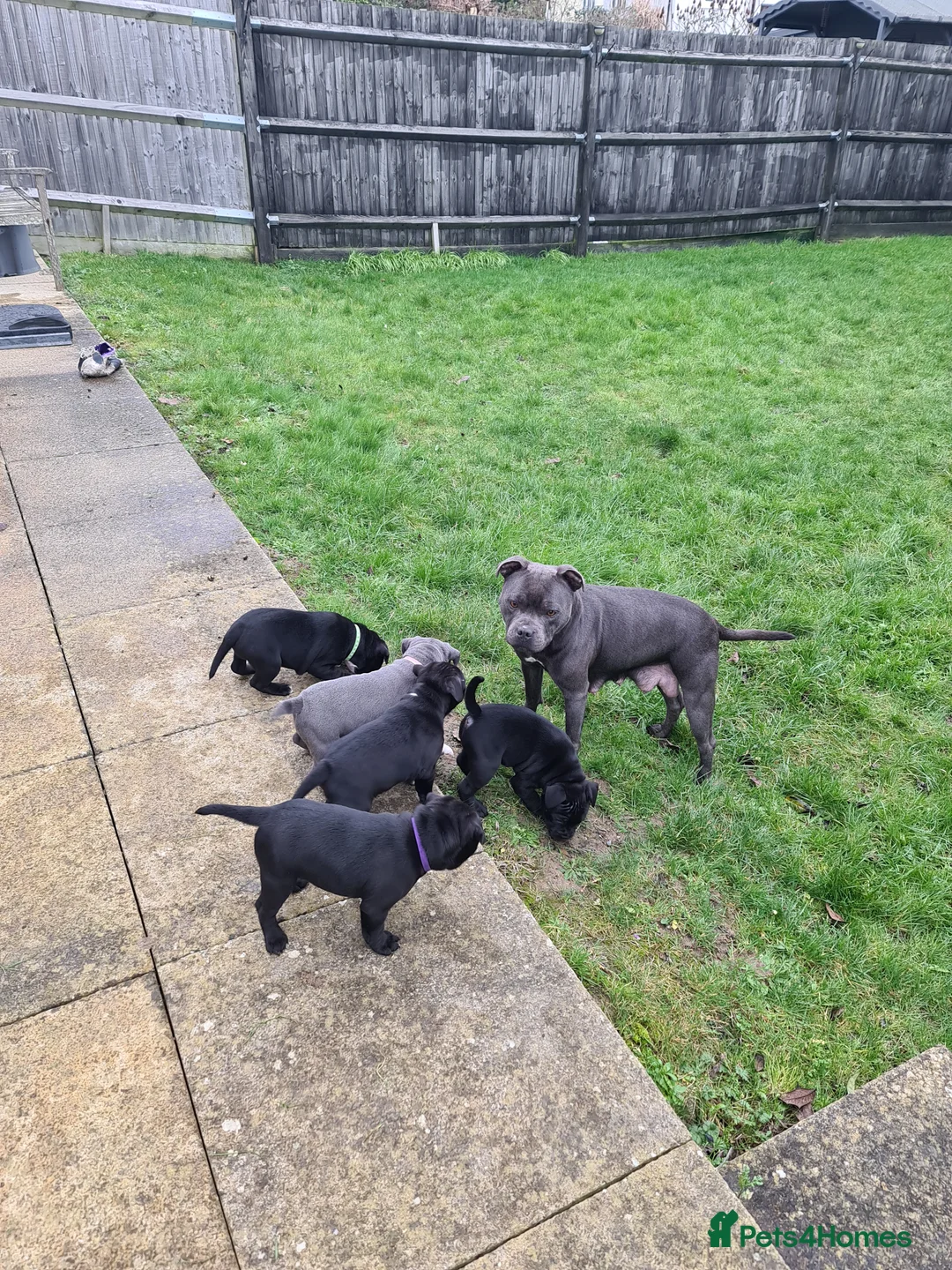 Staffordshire Bull Terrier dogs for sale: Stunning Staffordshire Bull Terrier Puppies - Advert 9