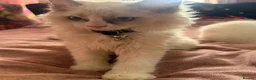 Ragdoll cats for sale: Beautiful Boy ragdoll  - Advert 10