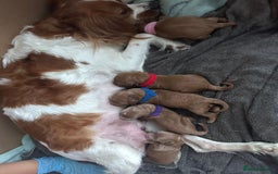 Cavapoo dogs for sale: Gorgeous Puppies ✨🐶 5 in litter Cavapo f1b dog   - Image 5