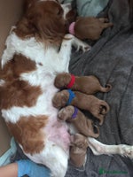 Cavapoo dogs - Advert 16