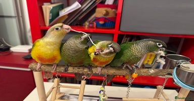 Conures birds - Advert 4