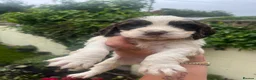 Cocker Spaniel dogs for sale: Outstanding cocker spaniel puppies - Advert 32
