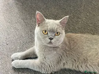British Shorthair cats British shorthair lilac - Advert 1