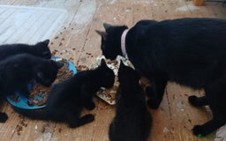 British Shorthair cats for sale: Black kittens for sale - Image 6