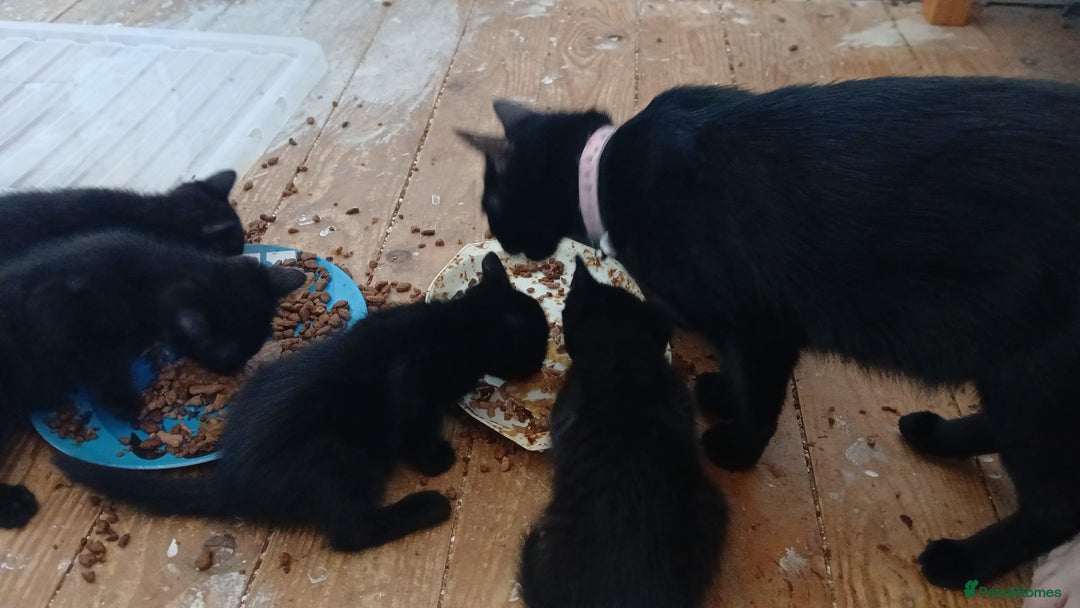 British Shorthair cats for sale: Black kittens for sale - Image 6