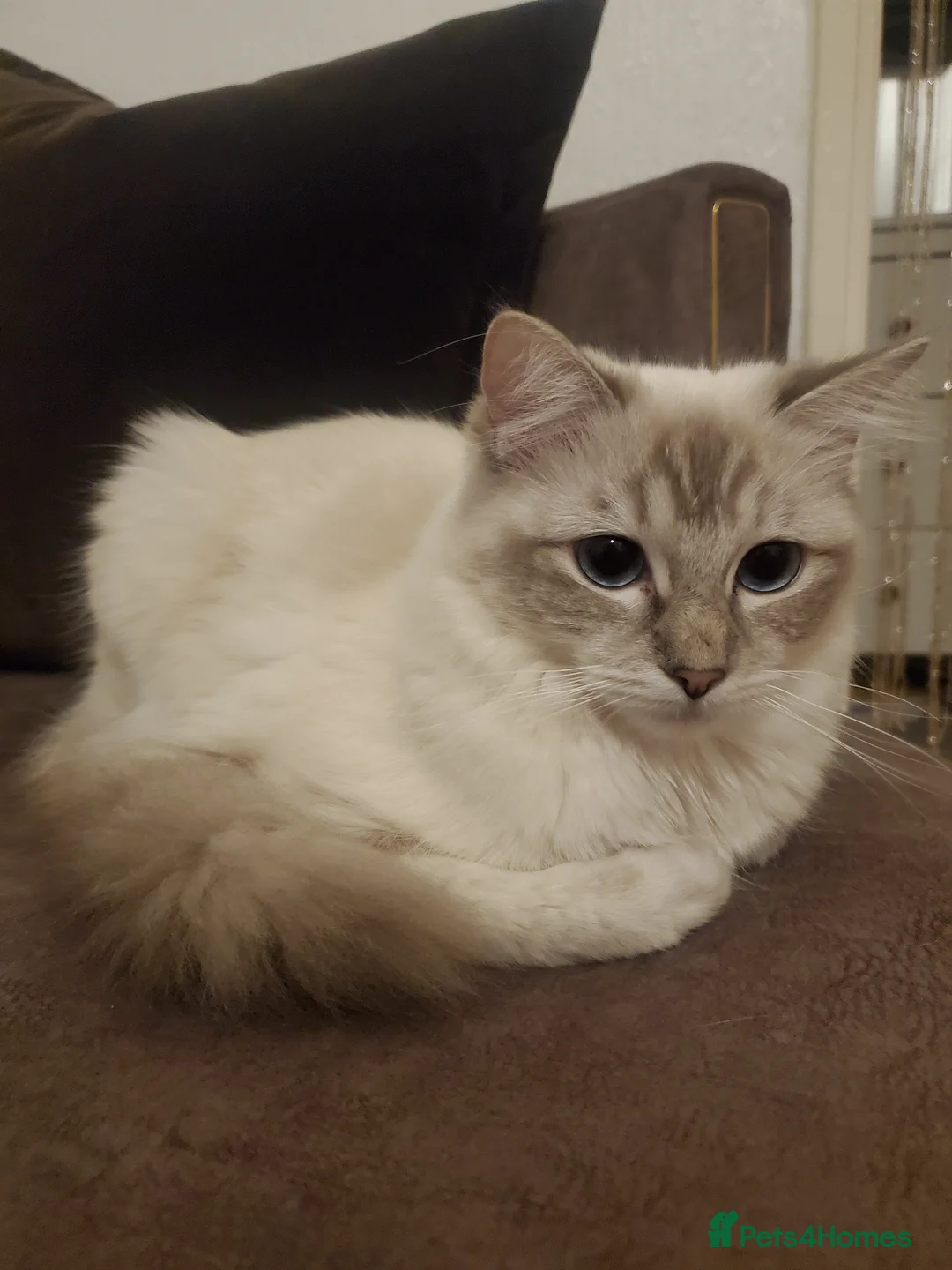 Ragdoll cats for sale: female Ragdoll cat,white fur and blue eyes - Advert 1