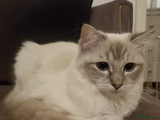 Ragdoll cats female Ragdoll cat,white fur and blue eyes - Advert 2