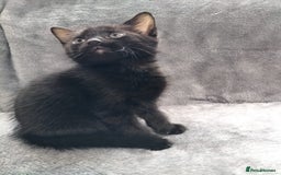 Mixed Breed cats for sale: 3 beautiful tux and black kittens for sale  - Image 8