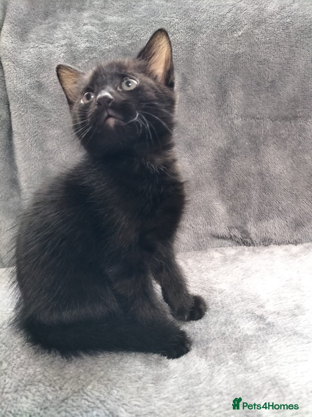 Mixed Breed cats for sale: 3 beautiful tux and black kittens for sale  - Image 8