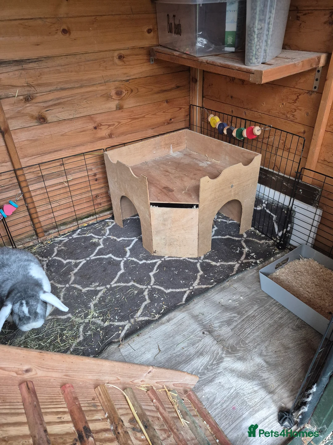 Mini Lop rabbits for sale: Bonded Pair of Lop Buns, Male/Female, Neutered - Advert 15