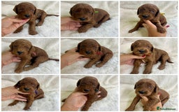 Goldendoodle dogs for sale: Outstanding Quality health tested Goldendoodles  - Image 1