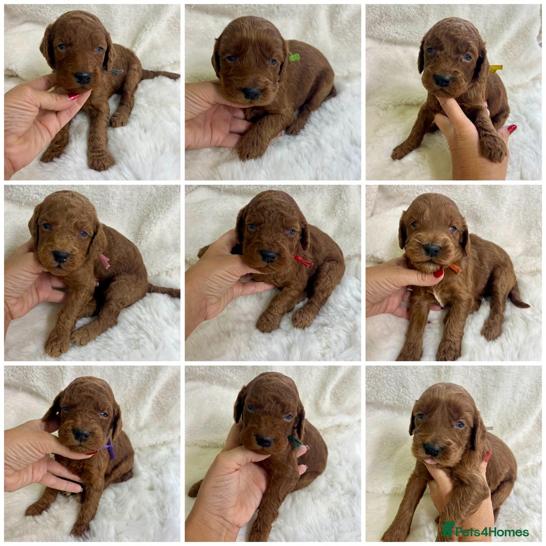Goldendoodle dogs for sale: Outstanding Quality health tested Goldendoodles  - Image 1