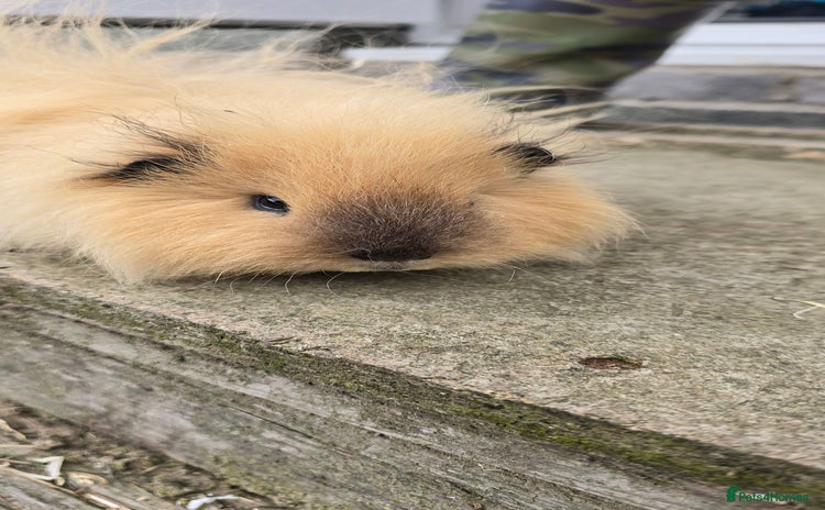 Guinea Pig rodents - Advert 2