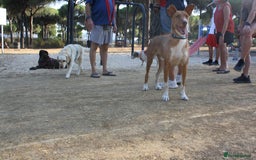 Portuguese Podengo dogs for adoption: “Can I please be part of your family?” - Image 9