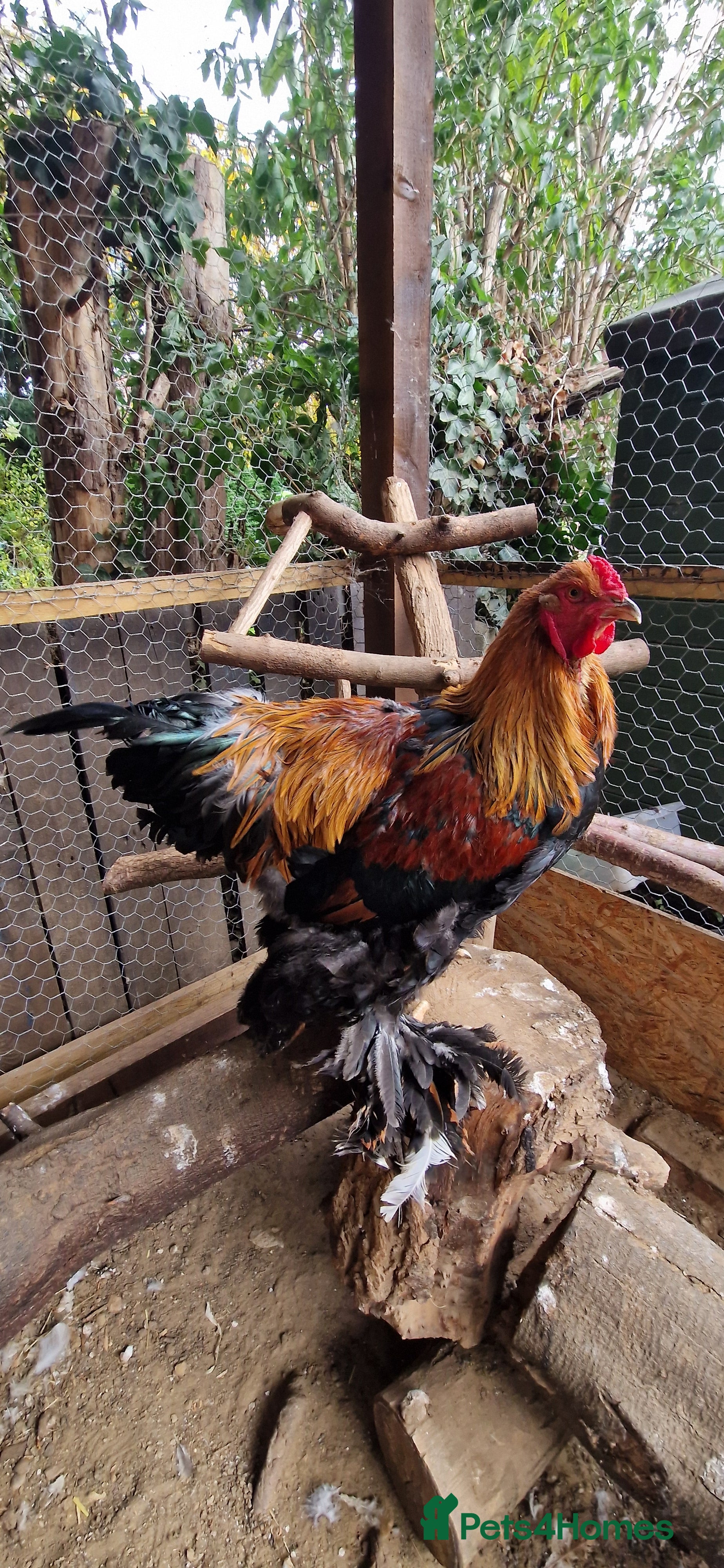 Chickens poultry Brahma Cockrels for sale  - Advert 2