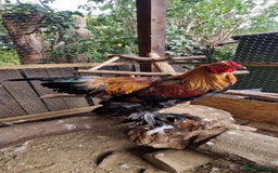 Chickens poultry for sale: Brahma Cockrels for sale  - Image 1