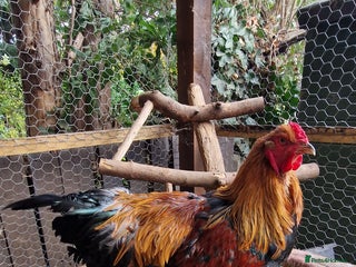 Chickens poultry - Advert 1