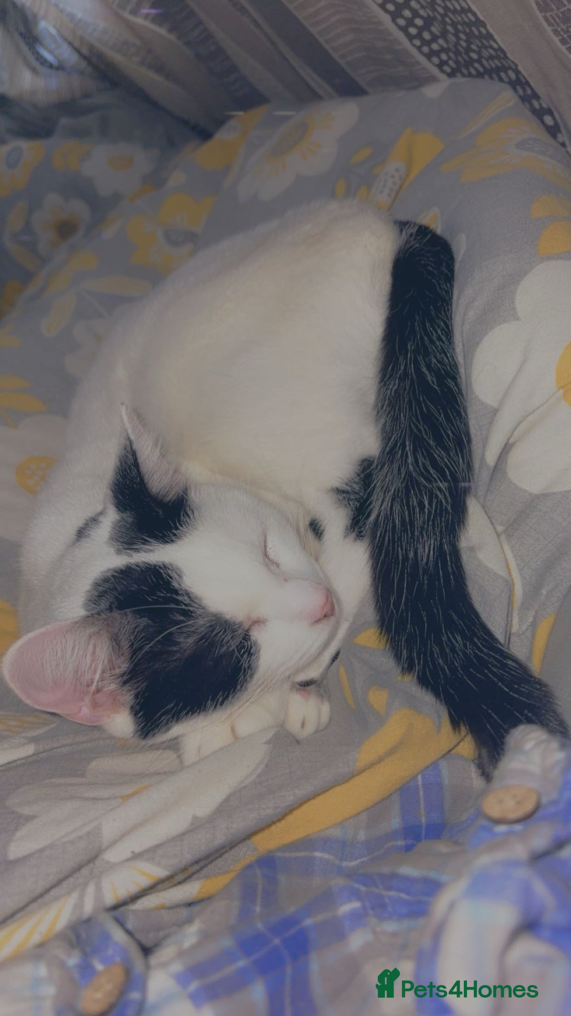 Turkish Van cats One year old female  - Advert 1