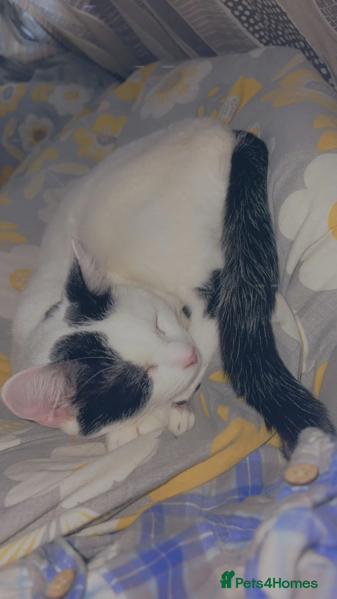 Turkish Van cats for sale: One year old female  in Sandy - Advert 1