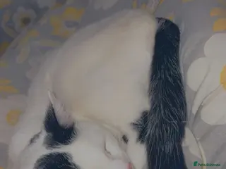 Turkish Van cats One year old female - Advert 2