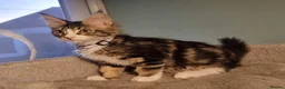 Maine Coon cats for sale: LAST 2 BEAUTYFULL KITTENS Tica Reg.!! - Advert 24
