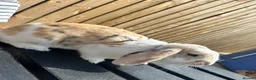 Dwarf Lop rabbits for sale: 2 female 1 yr old indoor rabbits - Advert 3