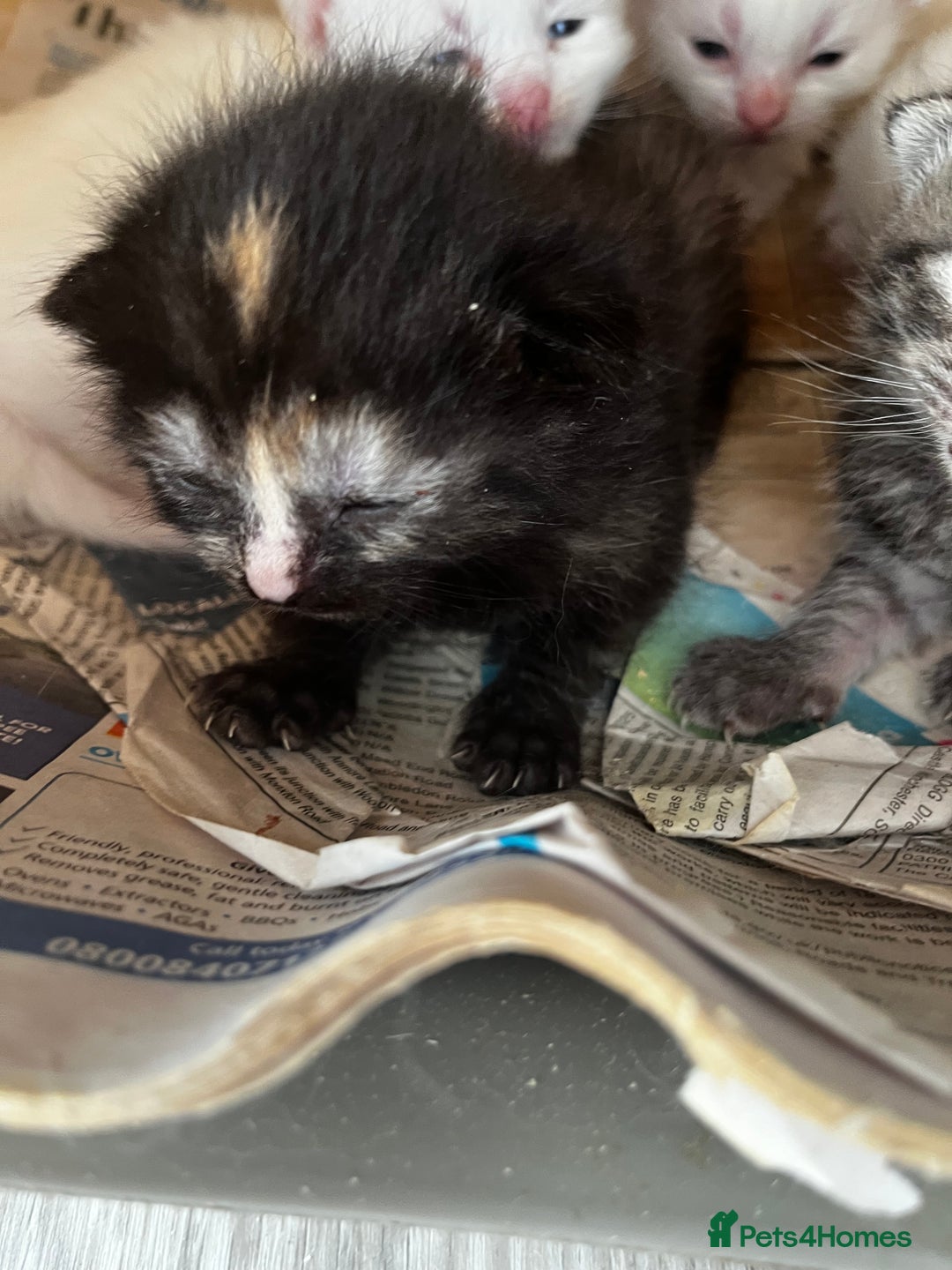 Mixed Breed cats for sale: 5 beautifull short hair. Kitten  - Image 9