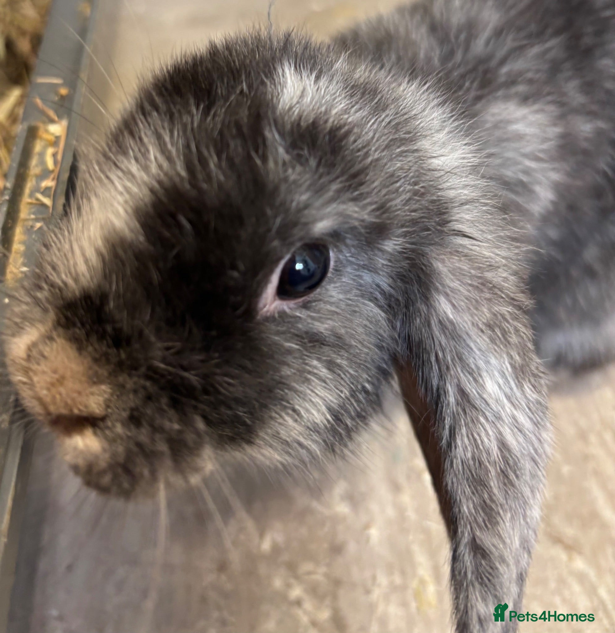 Mini Lop rabbits Beautiful 🤩 example of pure mini hand reared lops - Advert 2