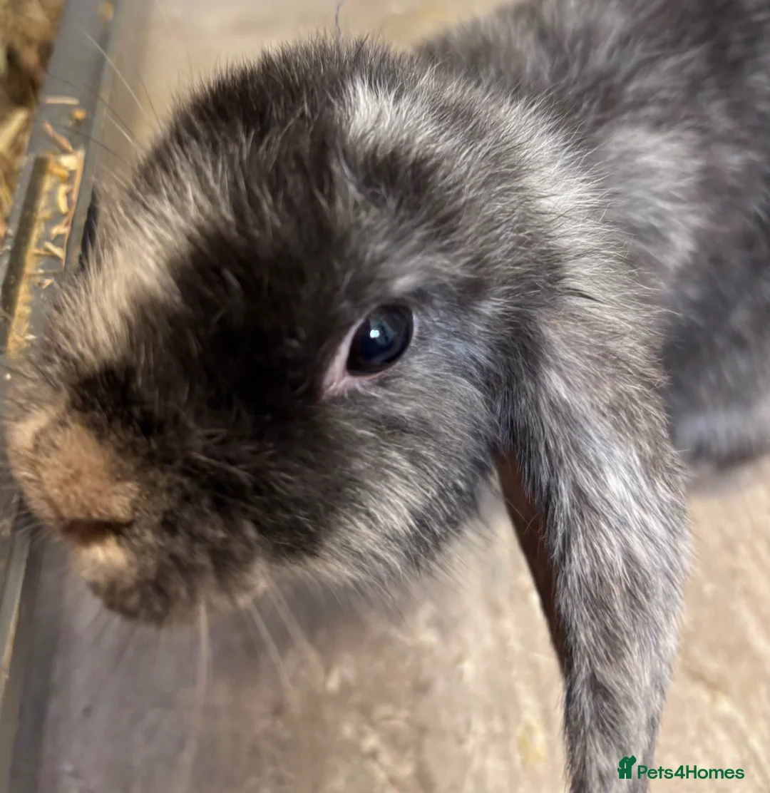 Mini Lop rabbits for sale: Beautiful 🤩 example of pure mini hand reared lops - Advert 2