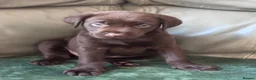 Labrador Retriever dogs for sale: 8 stunning lab pups for sale - Advert 19