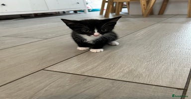 British Shorthair cats - Advert 10
