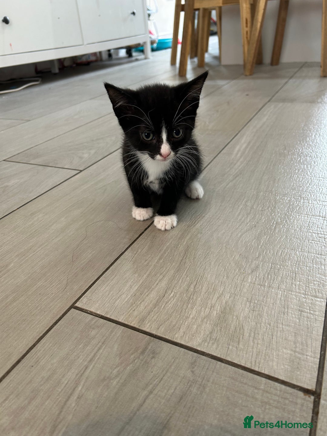 British Shorthair cats for sale: 6 kittens for sale  - Image 2