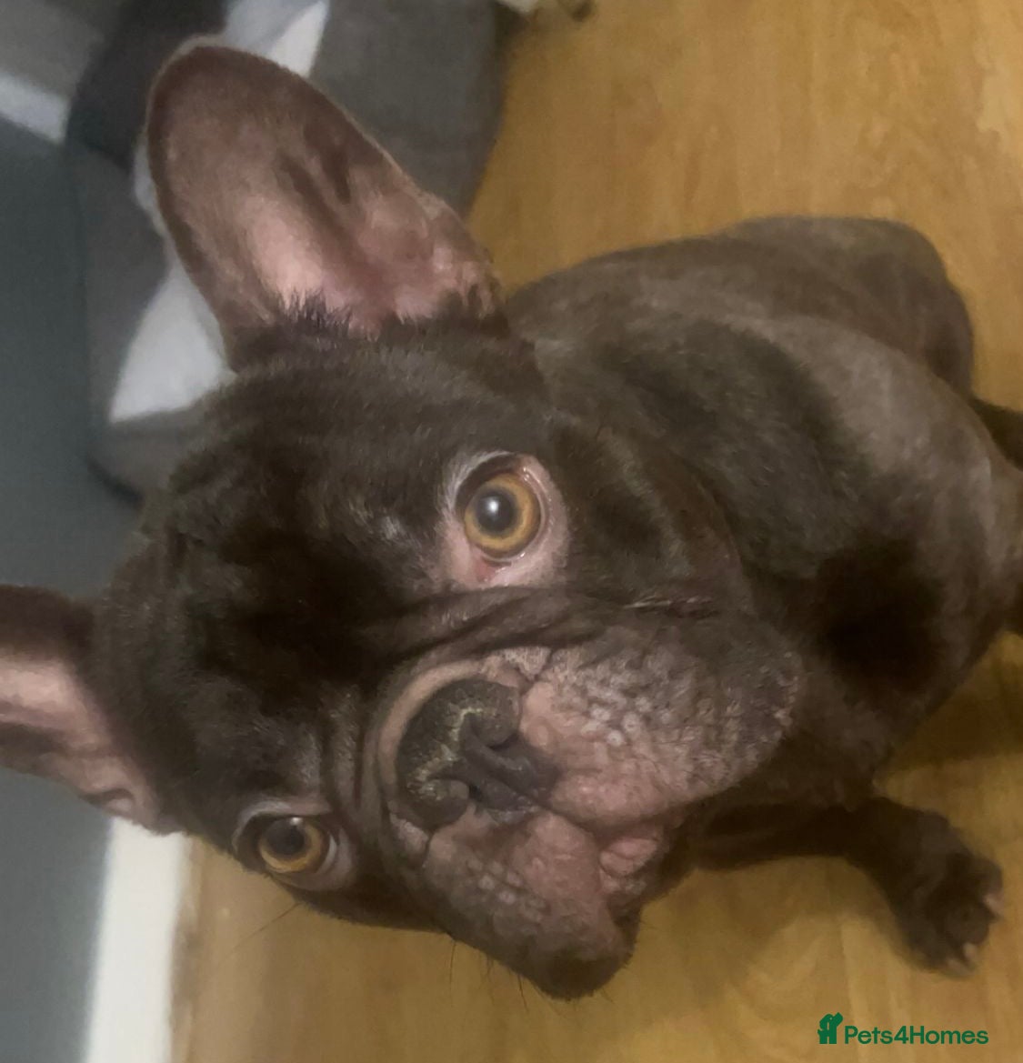 French Bulldog dogs Brown French Bulldog – Male - Advert 1
