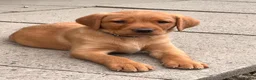 Labrador Retriever dogs for sale: Gorgeous Fox Red puppies in Kington - Advert 4
