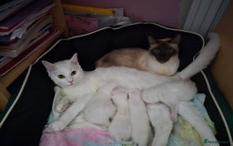 Domestic Shorthair cats for sale: Adorable, Playful Sisters Ready for a Loving Home - Image 7