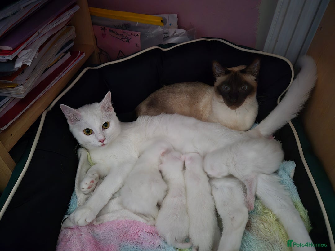 Domestic Shorthair cats for sale: Adorable, Playful Sisters Ready for a Loving Home - Image 7