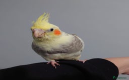 Cockatiels birds for sale: Hand reared silly tame DNA sexed baby cockatiels  - Image 30