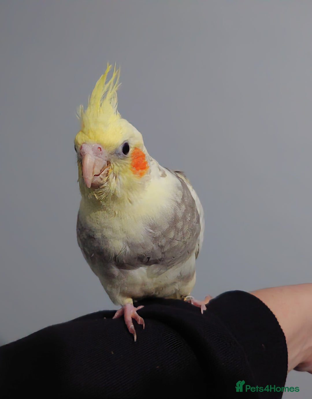 Cockatiels birds for sale: Hand reared silly tame DNA sexed baby cockatiels  - Image 30